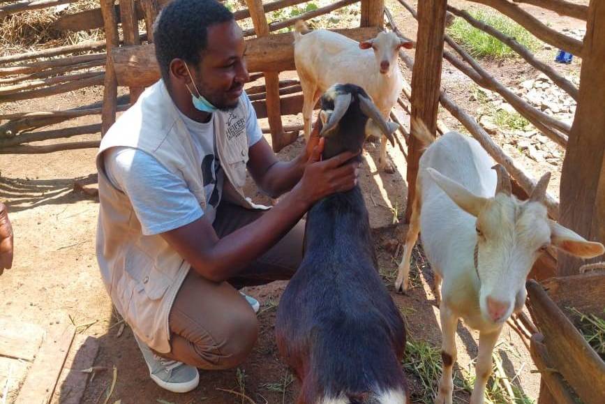 Livestock field visit